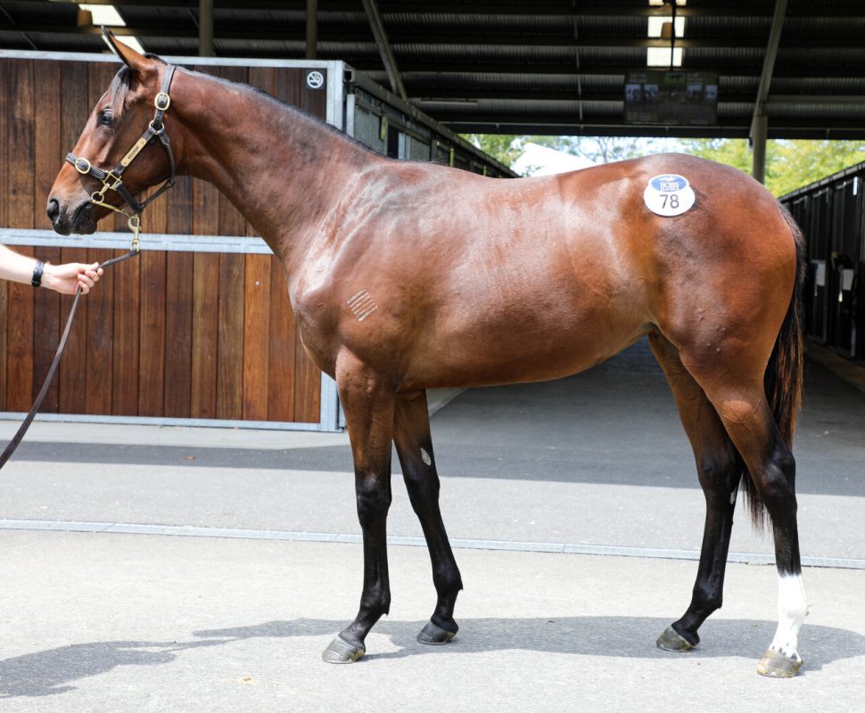 Wild Ruler x Bring Me The Maid