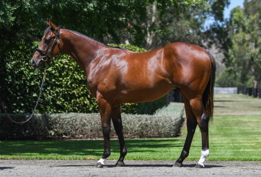 Home Affairs X Celts